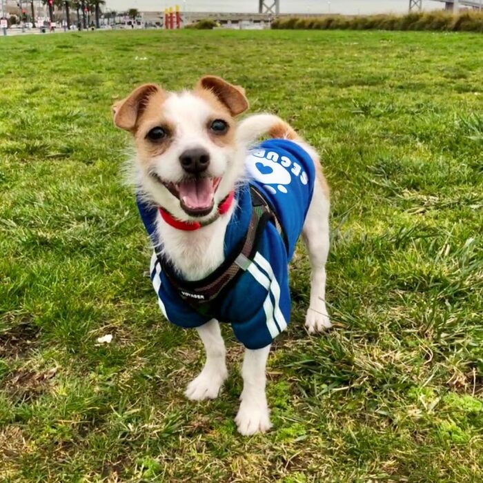 Світшот для собак, теплий пуловер для тварин на осінь/зиму, одяг для маленьких, середніх собак та котів (2XL, Navy Blue)