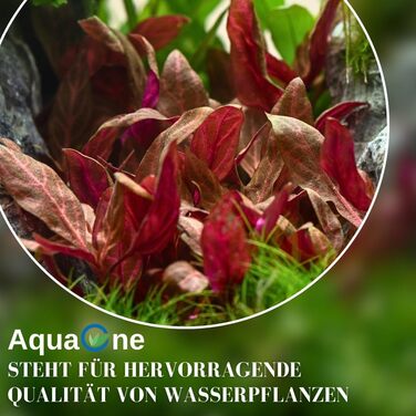 Акваріумна рослина Anubias barteri caladiifolia AquaOne, 3 шт, водна рослина з кореневищем, легка у догляді, для акваскейпінгу та декору