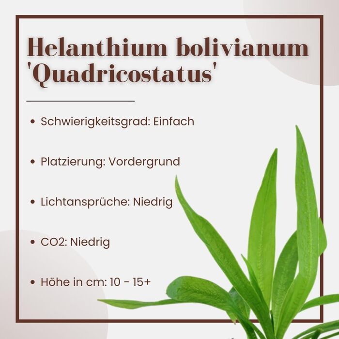 Водяна рослина для акваріума Helanthium 'Quadricostatus', 3 шт, акваріумна рослина-розетка, повністю вкорінена, легка у догляді, для акваскейпінгу, декор