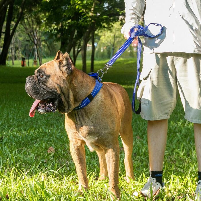 Нашийник для собак Exceent Eite Spanker: міцний, регульований, для навчання та прогулянок, чорний/блакитний (L)