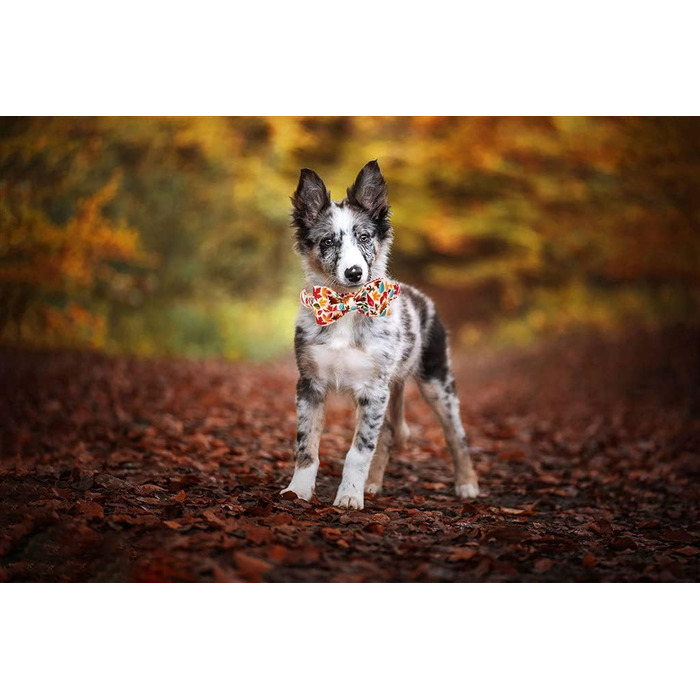 Елегантний ошийник для собак Herbst-Hundehalsband з бантиком, унісекс, регульований, м'який, для великих собак, 1 шт., листя клена