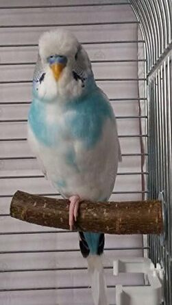 Сидячі жердочки Vogelgaleria для хвилястих папуг, набір пробних натуральних дерев'яних жердочок для клітки