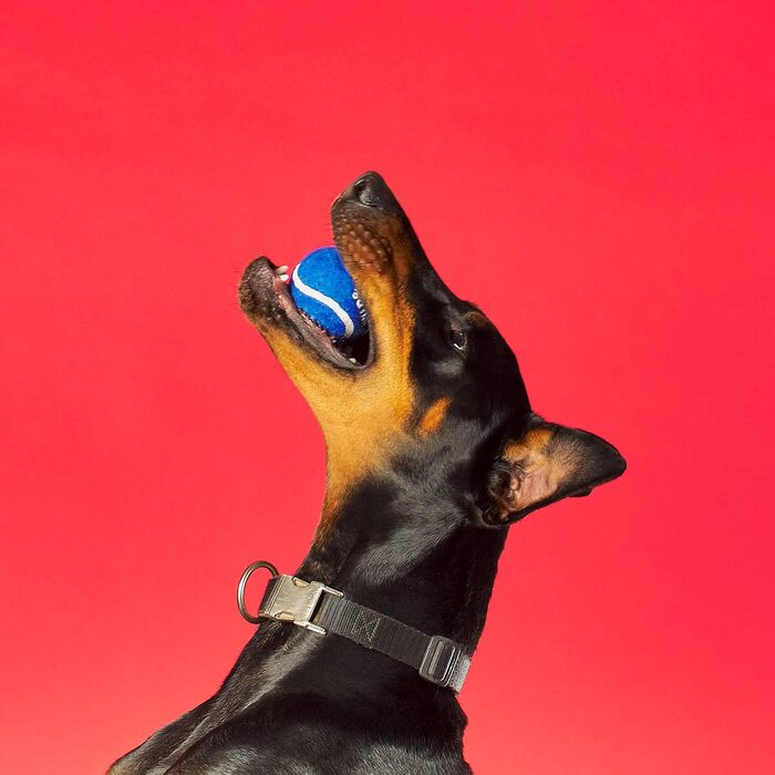 Сумка Wild & Woofy для апортіровки та ласощів з м'ячем