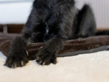 М'яка підстилка Harmony Flex для собак та котів, 50x35 см, з водонепроникним дном