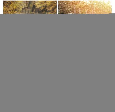 Транс-сумка для котів, переноска для тварин з плечовим ременем для подорожей, портативна для кошенят, для піших прогулянок, відпочинку на природі, авіаперельотів, кемпінгу, поїздок, до ветеринара, міста та подорожей з рюкзаком (Сірий, L)