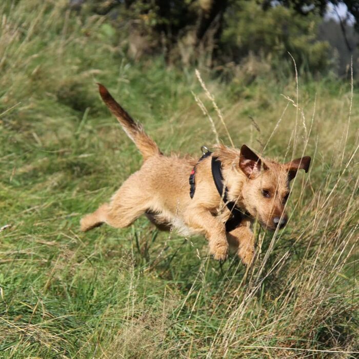 OUTDOORDINO Сумка для ласощів для собак з преміум-шкіри оленя - сумка для тренування собак, міцна та надійна