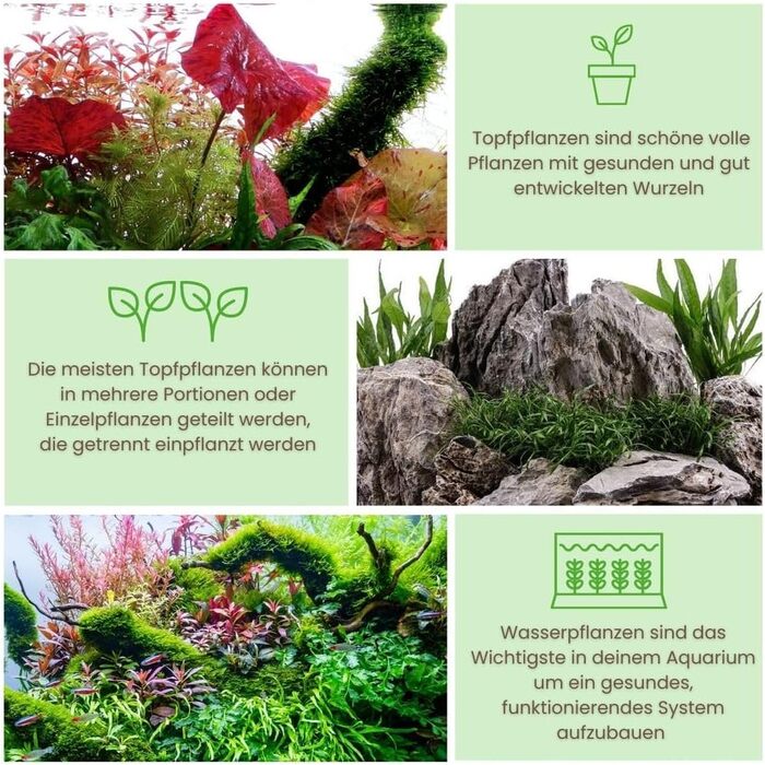 Набір акваріумних рослин AquaOne 5 шт: Lilaeopsis, Lagenandra, Cryptocoryne, Echinodorus для акваріума, для початківців