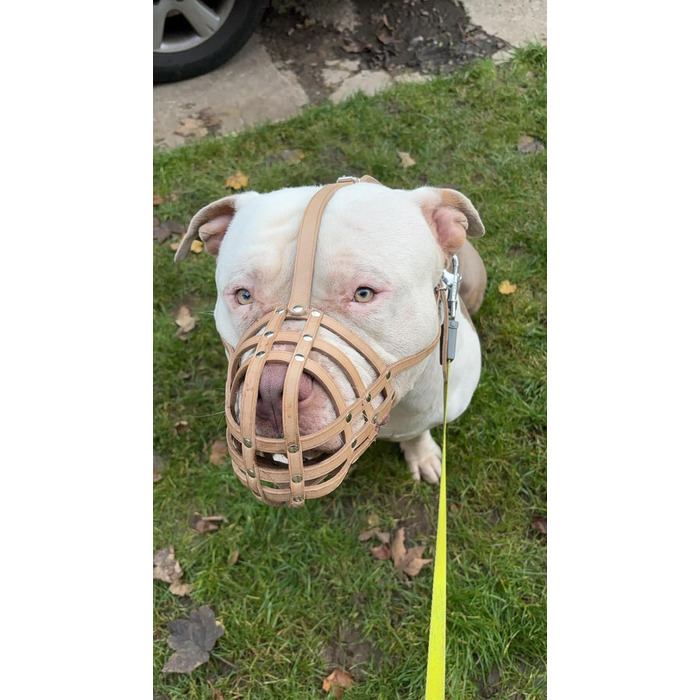 Намордник з натуральної шкіри для American Bully, Bully XL та схожих порід