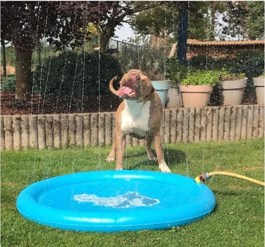 Басейн для собак CoolPets COOL0120