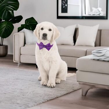 Нашийник для собак з краваткою WDPAWS, м'який велюр, швидка застібка, великі собаки (фіолетовий, L)