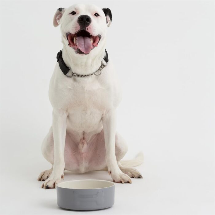 Миска для собак Mason Cash Colour Mix сірого кольору, 20 см, 1 шт.