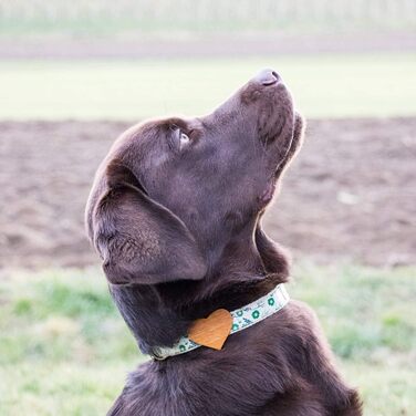 Нашийник для собак Pettsie з серцем та браслетом дружби, регульовані розміри S та M, зручний дизайнерський льон, міцний та довговічний, чудовий подарунок для любителів собак, (35,6 - 50,8 см (M), Зелений)