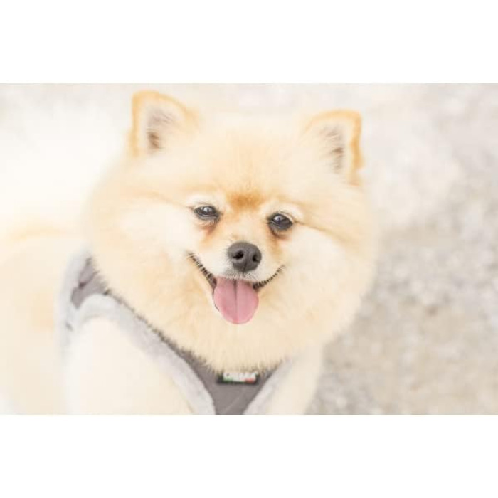 М'який шлейка для собак CHIARA MIA, XXS (сірий, водонепроникний, з регулюванням на липучці, світловідбиваючі смуги)