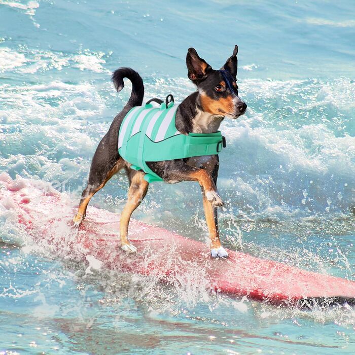 Рятувальний жилет для собак ASENKU - спортивний стиль, регульований, для дзерка, чихуахуа, французького бульдога, лабрадора (XXL, зелений)