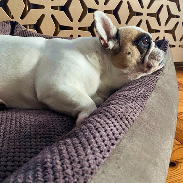 Затишне текстильне лежак для собак TEO, 100x80 см, розмір 4L