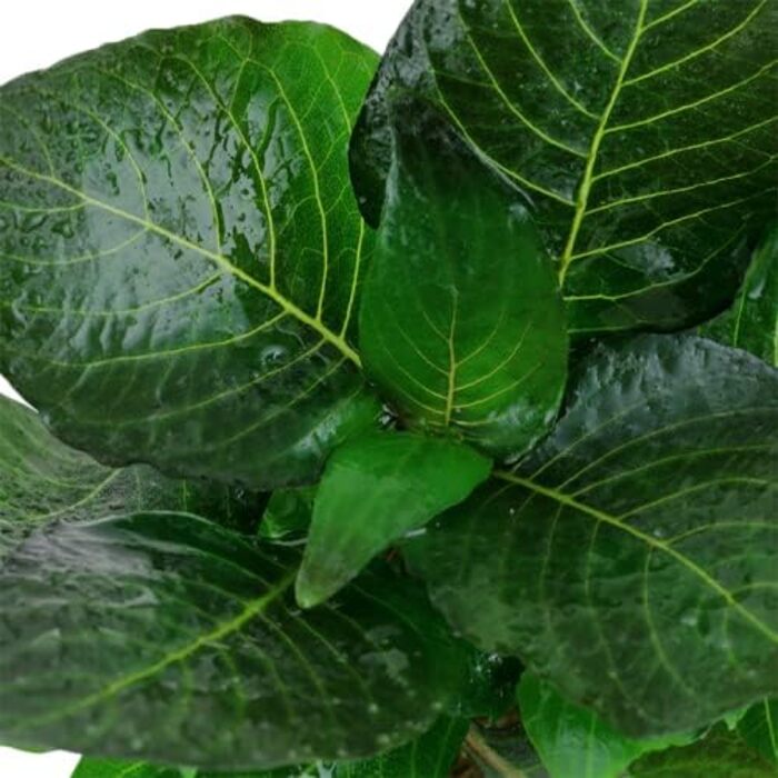 Набір акваріумних рослин AquaOne: 3 шт. для нано-акваріуму, стеблова Hygrophila, почвопокривна Eleocharis