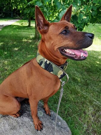 Камуфляжний нашийник для собак, широка стрічка 4 см, м'яка підкладка, військовий стиль, зручна застібка-клік, регульований, оливково-золотий-чорний (до 48 см)