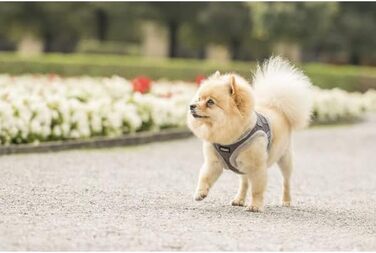 М'який шлейка для собак CHIARA MIA, XXS (сірий, водонепроникний, з регулюванням на липучці, світловідбиваючі смуги)