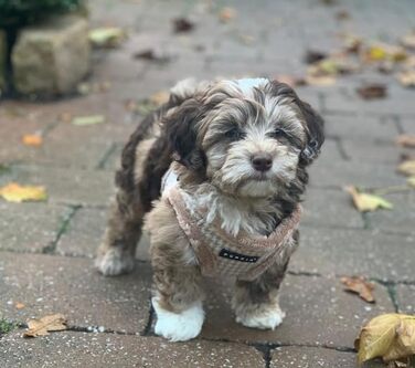 Шлея для малих і середніх собак Puppia Shepherd Harness B, регульована, комфортна, бежева, розмір L