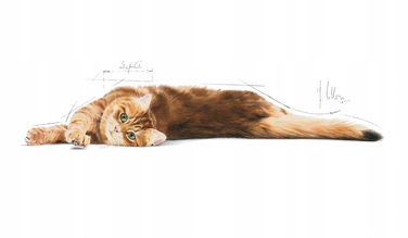 Сухий корм для котів Royal Canin Digestive Care (для травлення), 4 кг