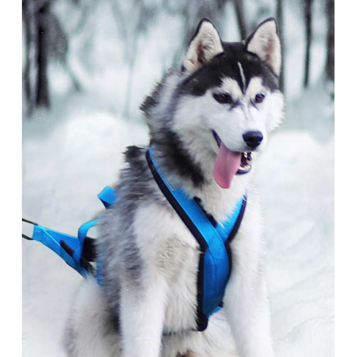 Шлея Northern Howl X-Back для байкджорингу, скіджорингу, канікросу, скутерінгу, їзди на санях для собак, синя, розмір S