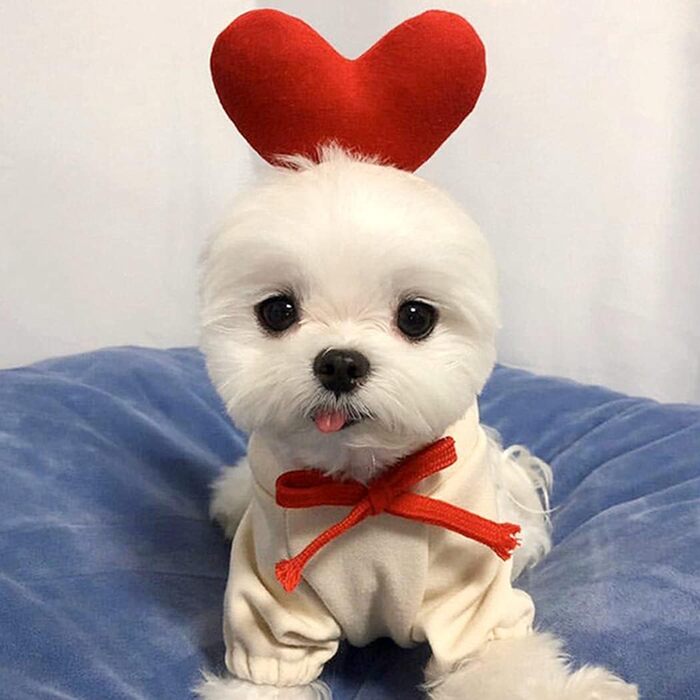 Теплий худі для собак XIAOYU: зручний зимовий одяг для цуценят та собак, теплий комбінезон з капюшоном