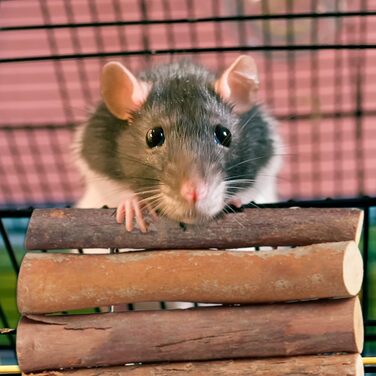 Міст для гризунів Relaxdays Nagerbrücke Holz, 40 x 65 см, аксесуари для клітки кроликів та морських свинок, гнучкий, дерев'яний міст, набір 3 шт.