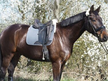 Підійде для конкурної їзди: Schabracke Engel Reitsport з овечкою та сірим степлером (D)