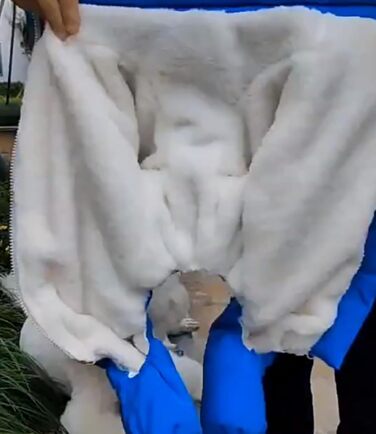 Водонепроникна зимова куртка для собак, тепла флісова жилетка, повсякденний зимовий одяг для собак, цуценят, C 14