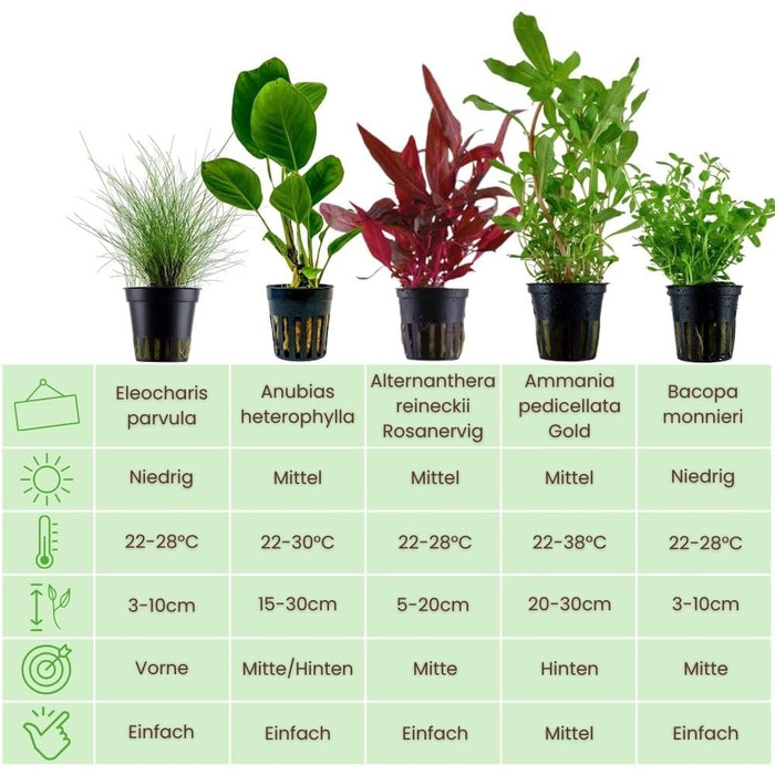 Набір акваріумних рослин AquaOne 5 шт: Lilaeopsis, Lagenandra, Cryptocoryne, Echinodorus для акваріума, для початківців
