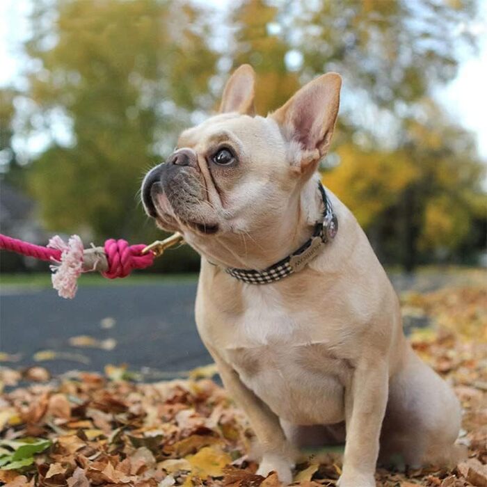 Світловідбивний повідець для собак Glow Pups Rosa 1,5 м, ручна робота, бавовна, Boho-Chic, для малих, середніх і великих порід, 360° карабін, D-кільце, рожевий