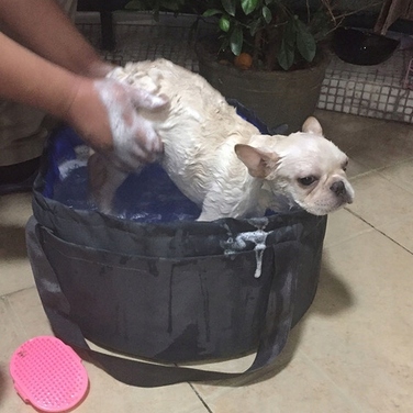 Складальний портативний басейн для собак та котів DOGLEMI