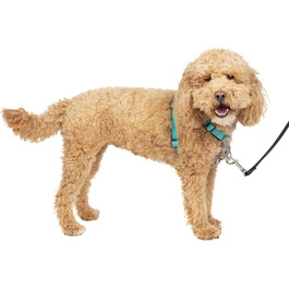 PetSafe 3-в-1 шлейка для собак S, анти-натяг, для авто, з відбивачами, чорна/синя/фіолетова