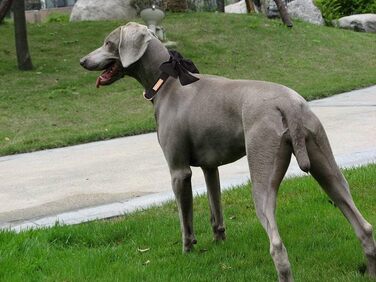 Чорний ошийник для собак з бантиком - регульований, міцний, для середніх собак, з бантиком для вечірки/весілля, чорний, Unique Style Paws