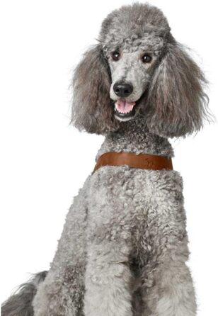 Нашийник для собак HUNTER DIMARO, колір: Cognac, м'яка та міцна шкіра, регульований, для цуценят та собак, розмір S-M