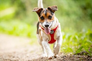 М'який нашийник для собак CHIARA MIA, розмір XL, червоний, водонепроникний, з клямками, світловідбиваючі смуги