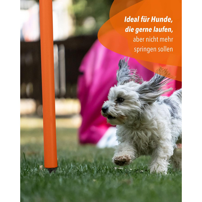 SPORTIKEL24 Superhund Hoopers Hoop – іграшка для аджиліті собак, кільця для хоперс, пластик, блакитна основа з кольоровими арками, VDH-сертифікована, гнучка, стійка до погодних умов (блакитний/жовтий)