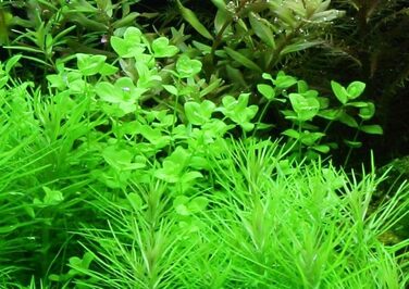 Акваріумна рослина Hygrophila corymbosa 'Compact', 3 шт — водна рослина для акваріума, стеблова, з розвиненою кореневою системою, легка у догляді, для акваскейпінгу та декору (Micranthemum umbrosum)