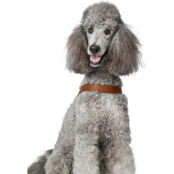 Нашийник для собак HUNTER DIMARO, колір: Cognac, м'яка та міцна шкіра, регульований, для цуценят та собак, розмір S-M