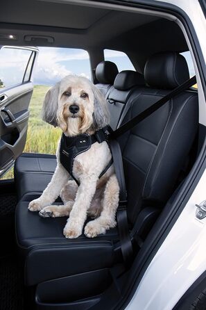 Плед-пояс для собак DogMaster 2.0, чорний, розмір M