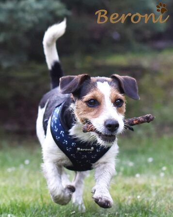 Шлейка для собак Softgeschirr, шлейка для грудей Anker Maritim, регульована, для відпочинку, літо (L (37-42см), M)