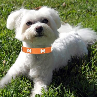 Нашийник для собак HALFSUO з шкіри та поводок Cobo: набір для малих та середніх собак та котів (L, помаранчевий)