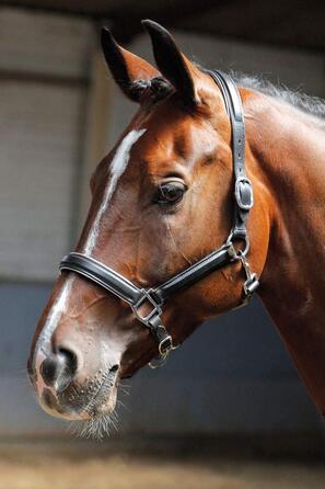 Шкіряний недоуздок Harry's Horse, чорний з сріблястою окантовкою, розмір cob