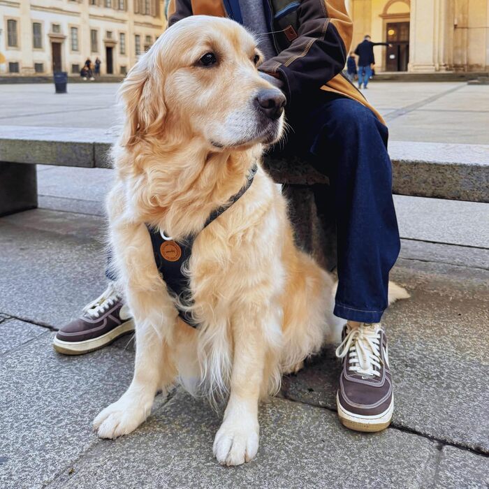 Амуніція для собак Nomadog Trailblazer Anti-Zug, м'яке та регульоване шлейка з ручкою для активних собак, XS, відбивна, алюмінієві кільця