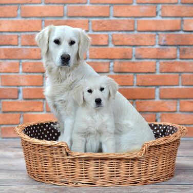 Корзина для собак з лози e-wicker24 502-60, брунатний колір, 60 x 43 x 19 см (80 x 60 x 26 см), натуральний дизайн