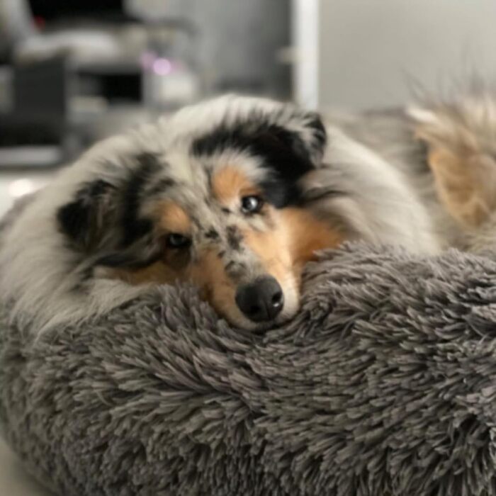 Кругле ліжко для собак та котів, 50 см, бежеве. М'яке, ручної роботи, миється. Ідеальне для дому.