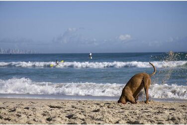 Нашийник для собак EzyDog - неопреновий, водонепроникний, світловідбиваючий (M, чорний) 39-44 см