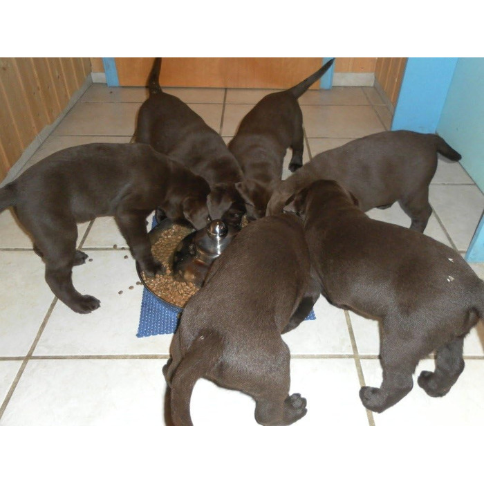 Миска для цуценят SunnyDogs: нержавіюча сталь, діаметр 39 см, з ручкою