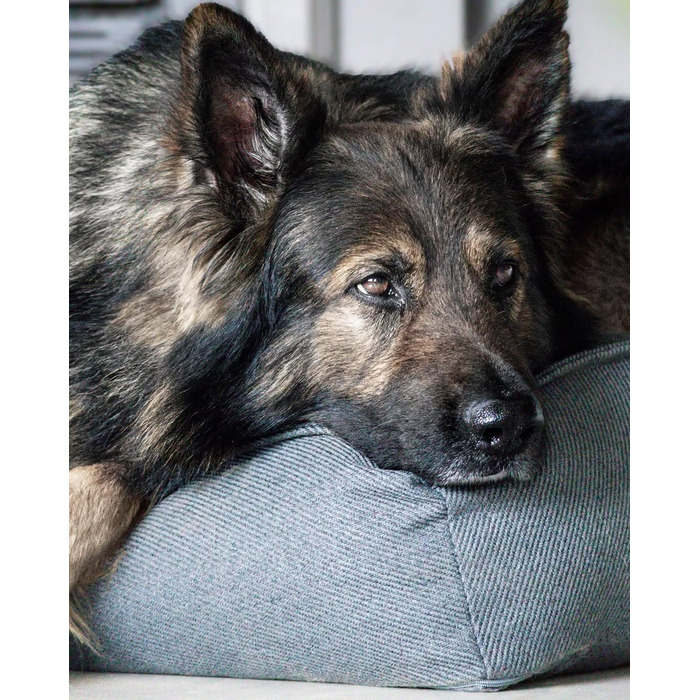 Ортопедичне ліжко для собак Flamingo Baldar – прямокутне, бежеве, 80 см. Комфортне місце для сну з подушкою Baldar, 80x60x18 см