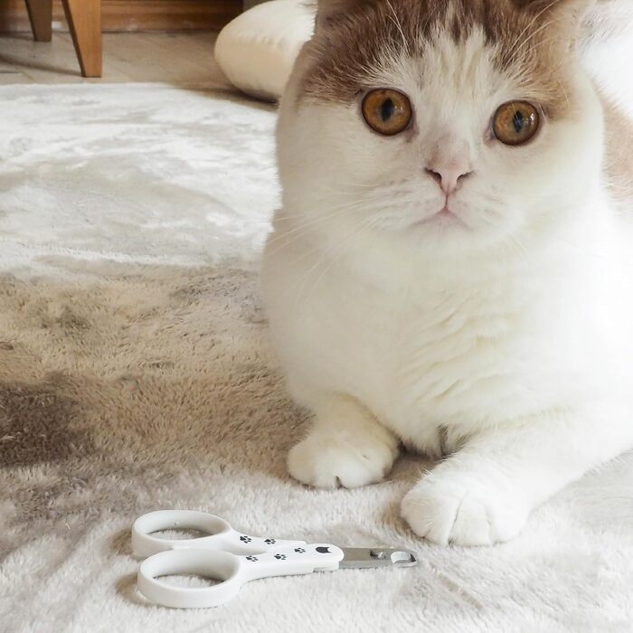 Кігтеріз для котів Necoichi Purrcision, 40 г